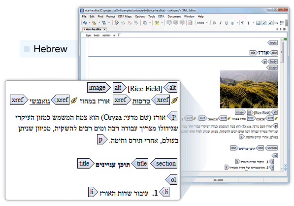 Hebrew Support in oXygen XML Author